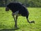 Black Ostrich pecking at the ground