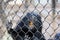 Black otter with yellow teeth behind grid in cage