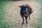 Black Ouessant sheep ewe - one of the smallest breeds of sheep