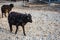 Black Ouessant sheep ewe - one of the smallest breeds of sheep