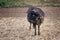 Black Ouessant sheep ewe - one of the smallest breeds of sheep