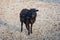 Black Ouessant sheep ewe - one of the smallest breeds of sheep