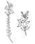 Black outline of lily flowers. Collection large and small Branch with flowers and buds. Vector illustration isolated on