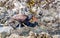 A black oyster catcher ` Haematopus bachmani `