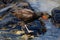 Black Oyster Catcher, walking across rocks on shore. Water from low tide. Carrying shellfish in its beak.