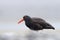 Black Oystercatcher