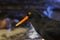 Black oystercatcher bird with orange beak