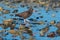 Black Oystercatcher feeding at seaside beach