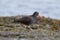 Black Oystercatcher feeding at seaside beach