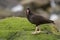 Black Oystercatcher feeding at seaside beach