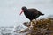 Black Oystercatcher feeding at seaside beach