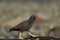 Black Oystercatcher feeding at seaside beach