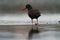 Black Oystercatcher feeding at seaside beach