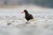 Black Oystercatcher feeding at seaside beach