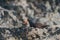 Black Oystercatcher feeding at seaside beach