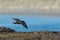 Black Oystercatcher flying at seaside