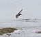 Black Oystercatcher flying at seaside
