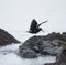 Black Oystercatcher flying at seaside