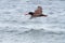 Black Oystercatcher flying at seaside