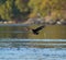 Black Oystercatcher flying at seaside