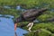 Black Oystercatcher foraging in a California tidal pool