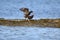 Black Oystercatcher playing at seaside beach