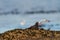 Black Oystercatcher resting at seaside beach