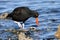 Black Oystercatcher searching in sea water along a rocky shoreline