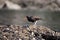 Black Oystercatcher walking across shells on a rock