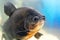 Black pacu fish Colossoma macropomum swims in the aquarium