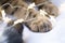 Black pads of soft cat`s paw close-up in fairy lights garland. Christmas, New Year, festive mood and homey cozy atmosphere and