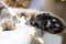 Black pads of soft cat`s paw close-up in fairy lights garland. Christmas, New Year, festive mood and homey cozy atmosphere and