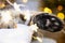 Black pads of soft cat`s paw close-up in fairy lights garland. Christmas, New Year, festive mood and homey cozy atmosphere and