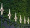 Black painted wrought iron fence with golden spikes