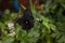Black pansy flower