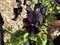 Black Pansy with pebbles background