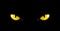 Black panther eyes background wild cat animal face