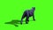 Black Panther Feline Walks Green Screen Back 3D Rendering Animation Animals