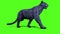 Black Panther Feline Walks Green Screen Front 3D Rendering Animation Animals