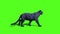 Black Panther Feline Walks Green Screen Side 3D Rendering Animation Animals