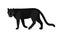 Black panther isolated on white background. Stunning wild exotic carnivorous animal. Graceful large wild cat or felid