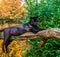 Black panther laying on a tree branch, pigmentation variation, popular zoo animal