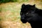 Black panther on the Morelia,Michoacan zoo