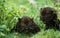 BLACK PANTHER panthera pardus, CUB HIDDEN IN GRASS, SNARLING