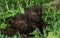 Black Panther, panthera pardus, Cub laying on Grass