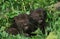 Black Panther, panthera pardus, Cub standing in Long Grass