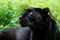 Black Panther, panthera pardus, Portrait of Adult