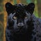 Black panther, Panthera pardus, portrait of a black panther