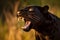 black panther roaring, baring its teeth