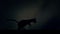 A Black Panther Runs Fast in Loop Under a Lightning Storm at Night